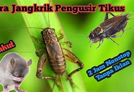 Suara Jangkrik Pengusir Tikus 10 Jam